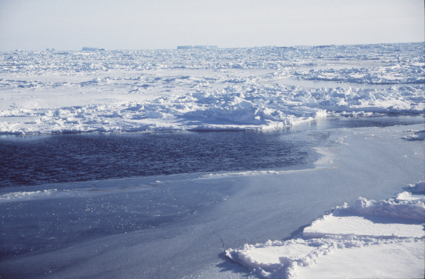 Polynya